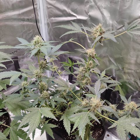 Royal Gorilla growlog timeline photo