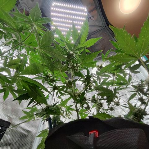 Royal Gorilla growlog timeline photo