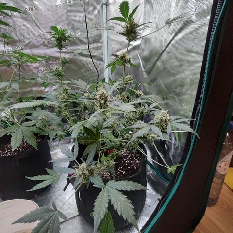 Royal Gorilla growlog timeline photo