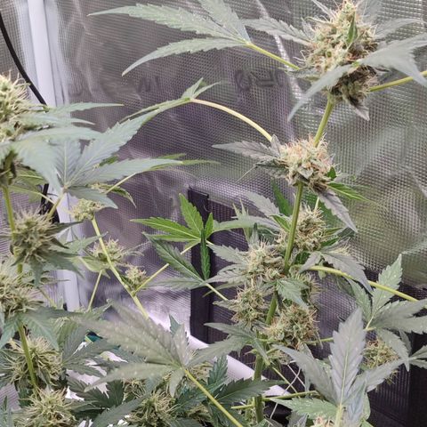 Royal Gorilla growlog timeline photo