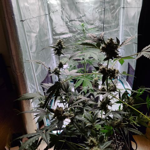 Royal Gorilla growlog timeline photo