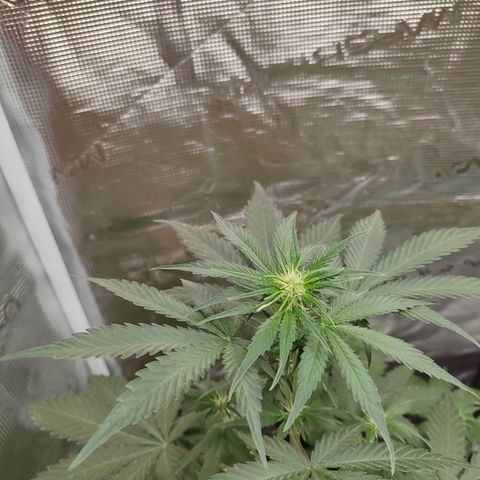 Cream Candy x Gorilla Zkittlez x Ruderalis growlog timeline photo