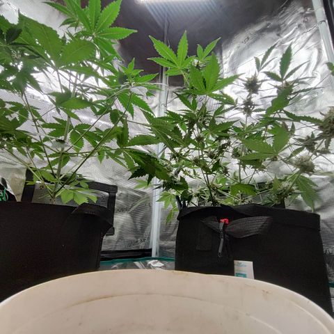 Cream Candy x Gorilla Zkittlez x Ruderalis growlog timeline photo