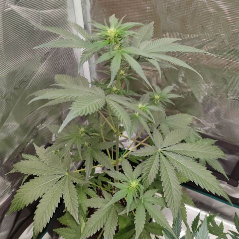 Cream Candy x Gorilla Zkittlez x Ruderalis growlog timeline photo