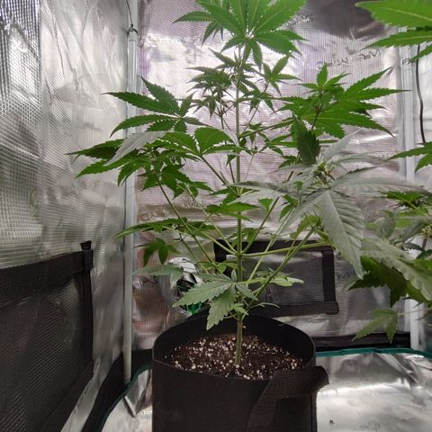 Cream Candy x Gorilla Zkittlez x Ruderalis growlog timeline photo