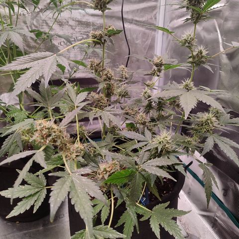 Royal Gorilla growlog timeline photo