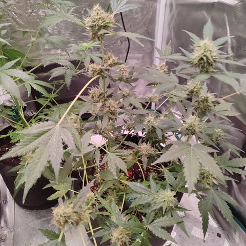 Royal Gorilla growlog timeline photo