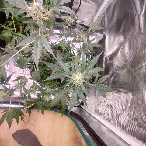 Royal Gorilla growlog timeline photo