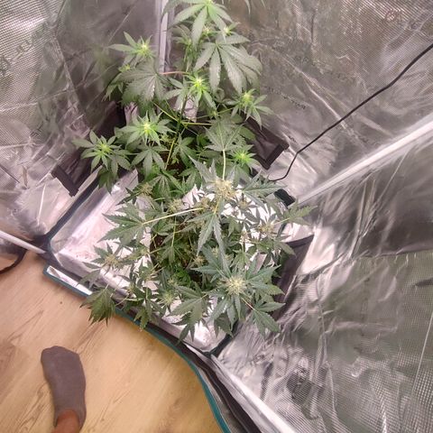 Cream Candy x Gorilla Zkittlez x Ruderalis growlog timeline photo
