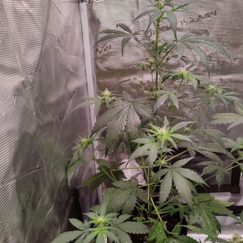 Cream Candy x Gorilla Zkittlez x Ruderalis growlog timeline photo