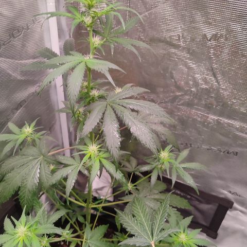 Cream Candy x Gorilla Zkittlez x Ruderalis growlog timeline photo