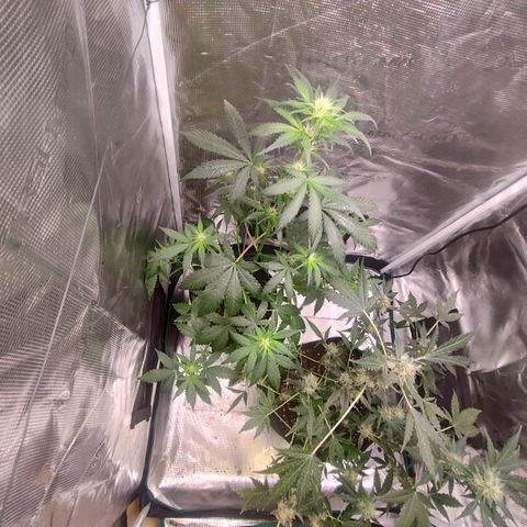 Cream Candy x Gorilla Zkittlez x Ruderalis growlog timeline photo