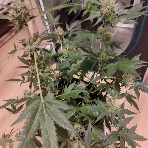 Royal Gorilla growlog timeline photo