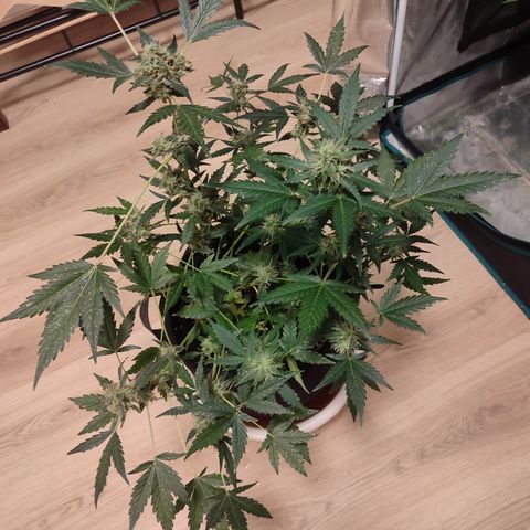 Royal Gorilla growlog timeline photo