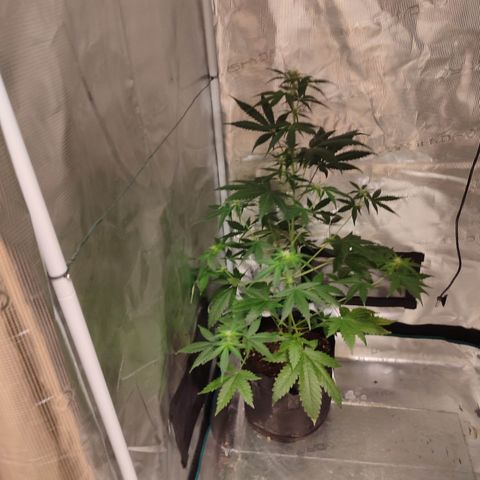 Cream Candy x Gorilla Zkittlez x Ruderalis growlog timeline photo