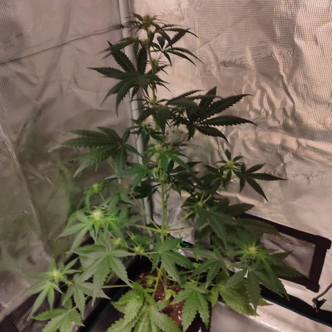 Cream Candy x Gorilla Zkittlez x Ruderalis growlog timeline photo