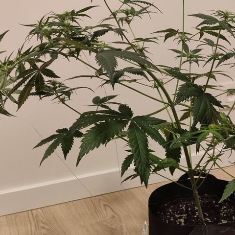 Cream Candy x Gorilla Zkittlez x Ruderalis growlog timeline photo