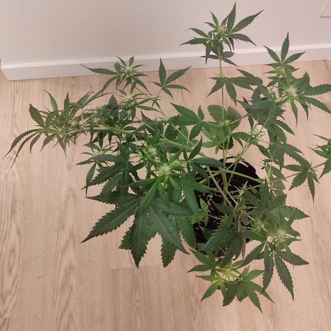 Cream Candy x Gorilla Zkittlez x Ruderalis growlog timeline photo
