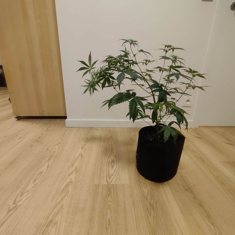 Cream Candy x Gorilla Zkittlez x Ruderalis growlog timeline photo