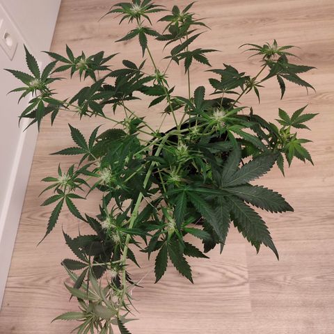 Cream Candy x Gorilla Zkittlez x Ruderalis growlog timeline photo
