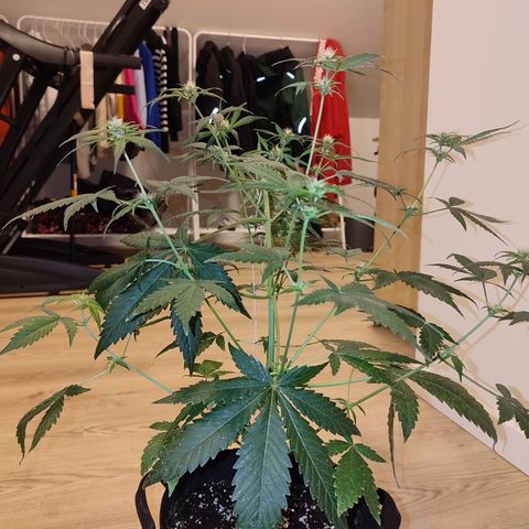 Cream Candy x Gorilla Zkittlez x Ruderalis growlog timeline photo