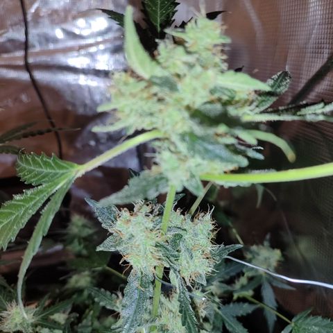 Royal Gorilla growlog timeline photo