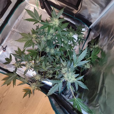 Royal Gorilla growlog timeline photo