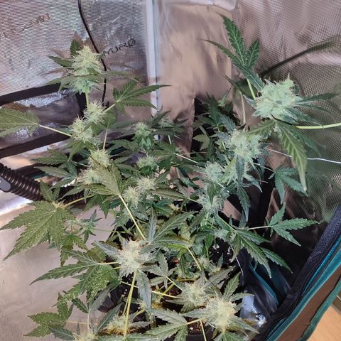 Royal Gorilla growlog timeline photo