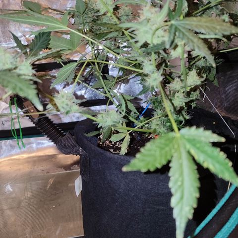Royal Gorilla growlog timeline photo
