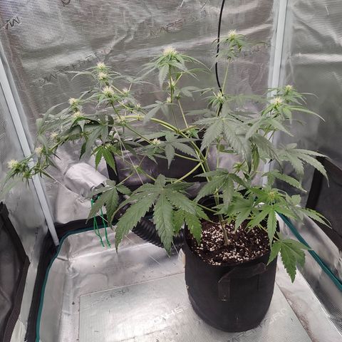Cream Candy x Gorilla Zkittlez x Ruderalis growlog timeline photo