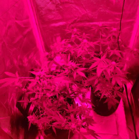Cream Candy x Gorilla Zkittlez x Ruderalis growlog timeline photo