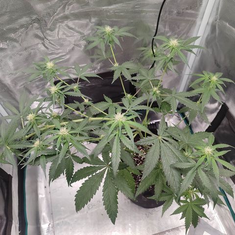 Cream Candy x Gorilla Zkittlez x Ruderalis growlog timeline photo