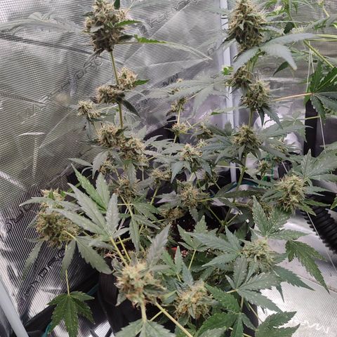 Royal Gorilla growlog timeline photo
