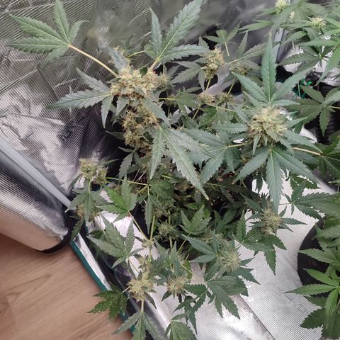 Royal Gorilla growlog timeline photo