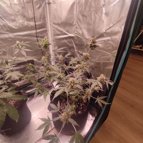 Royal Gorilla growlog timeline photo