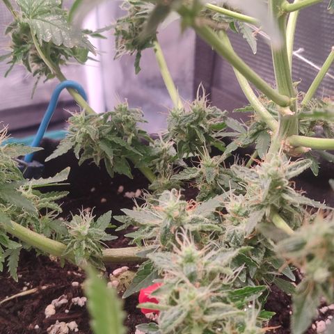 Royal Gorilla growlog timeline photo
