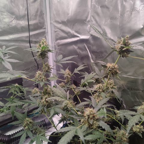 Royal Gorilla growlog timeline photo