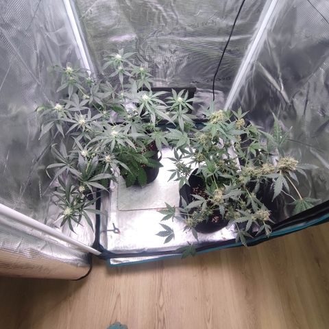 Royal Gorilla growlog timeline photo