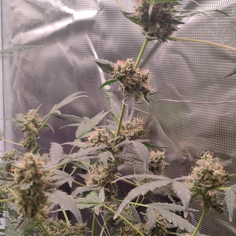 Royal Gorilla growlog timeline photo