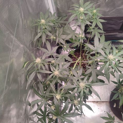 Cream Candy x Gorilla Zkittlez x Ruderalis growlog timeline photo