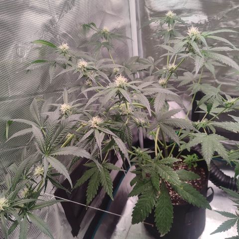 Cream Candy x Gorilla Zkittlez x Ruderalis growlog timeline photo