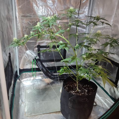 Cream Candy x Gorilla Zkittlez x Ruderalis growlog timeline photo