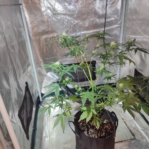 Cream Candy x Gorilla Zkittlez x Ruderalis growlog timeline photo