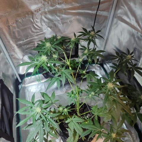 Cream Candy x Gorilla Zkittlez x Ruderalis growlog timeline photo