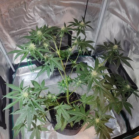 Cream Candy x Gorilla Zkittlez x Ruderalis growlog timeline photo