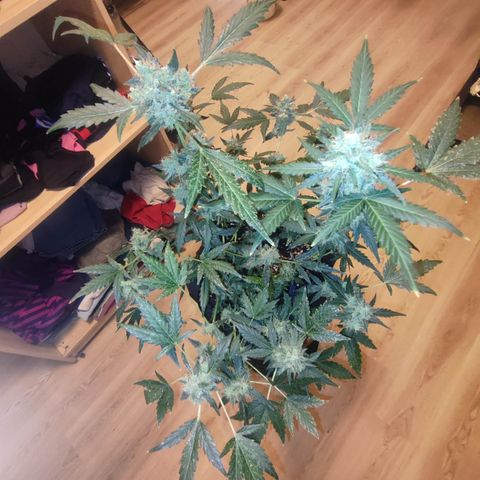 Royal Gorilla growlog timeline photo