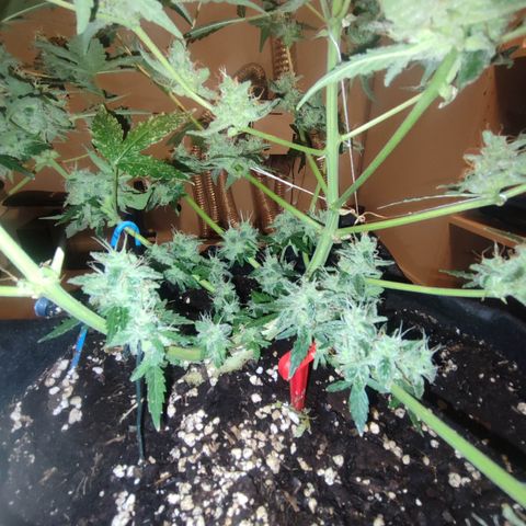 Royal Gorilla growlog timeline photo