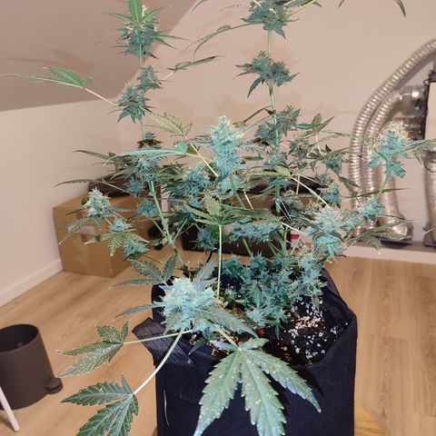 Royal Gorilla growlog timeline photo