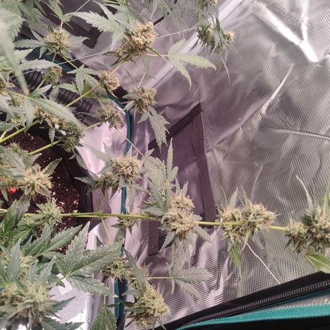 Royal Gorilla growlog timeline photo