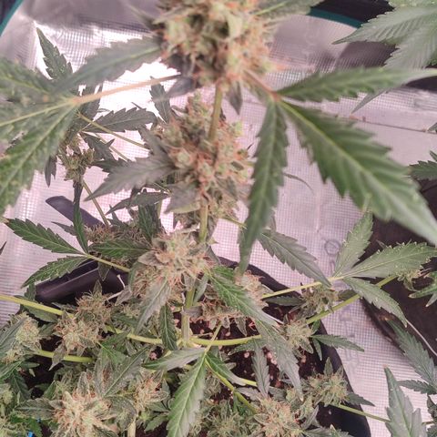 Royal Gorilla growlog timeline photo